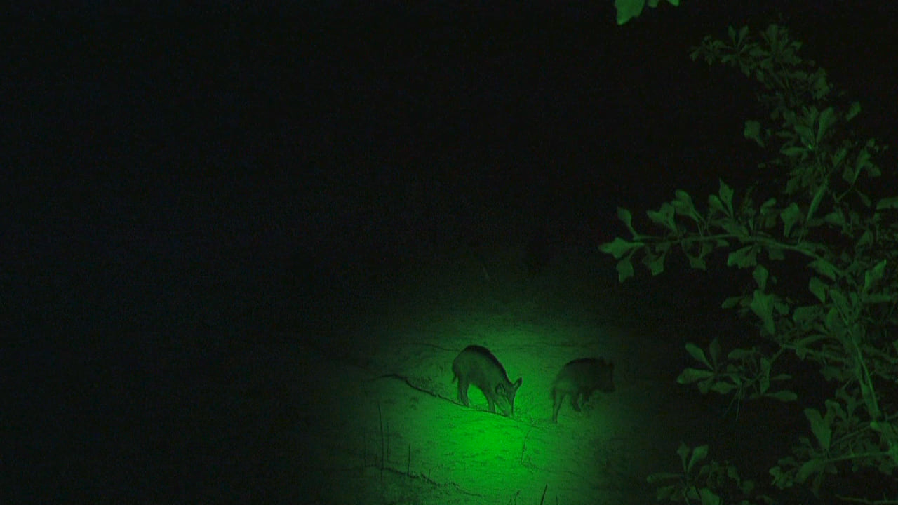 Two wild hogs feeding at night, seen under green light
