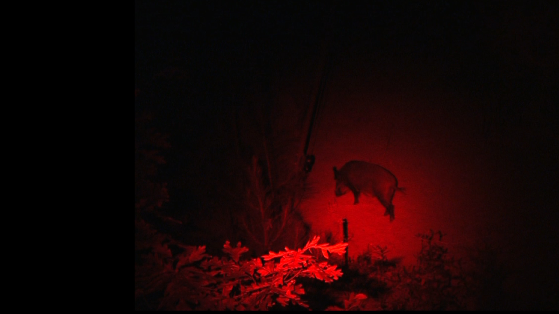 A wild hog at a feeder at night, seen under red light